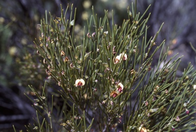 APII jpeg image of Daviesia lineata  © contact APII