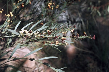 APII jpeg image of Daviesia stricta  © contact APII