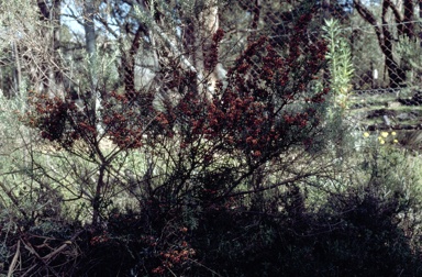 APII jpeg image of Daviesia ulicifolia subsp. incarnata  © contact APII