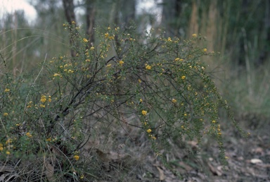 APII jpeg image of Daviesia umbellulata  © contact APII