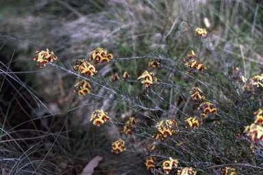 APII jpeg image of Dillwynia cinerascens  © contact APII