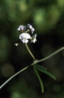 APII jpeg image of Glycine clandestina  © contact APII