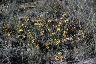 APII jpeg image of Mirbelia platylobioides   © contact APII