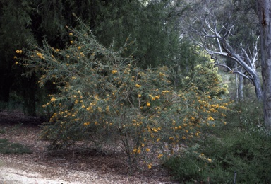 APII jpeg image of Oxylobium arborescens  © contact APII