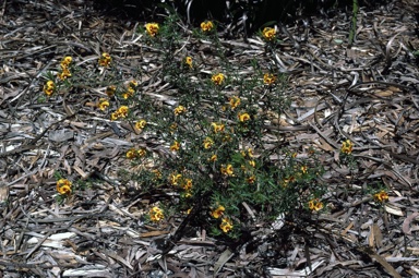 APII jpeg image of Pultenaea brachytropis  © contact APII