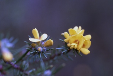 APII jpeg image of Pultenaea divaricata  © contact APII