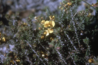 APII jpeg image of Pultenaea empetrifolia  © contact APII