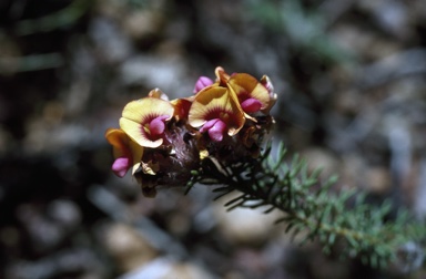 APII jpeg image of Pultenaea ericifolia  © contact APII