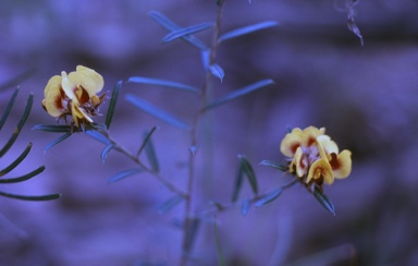 APII jpeg image of Pultenaea paleacea  © contact APII