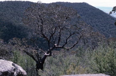 APII jpeg image of Eucalyptus cinerea subsp. triplex  © contact APII