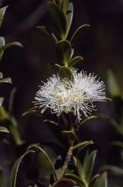 APII jpeg image of Eucalyptus recurva  © contact APII