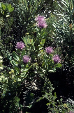 APII jpeg image of Isopogon latifolius  © contact APII