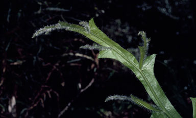 APII jpeg image of Acacia alata var. biglandulosa  © contact APII