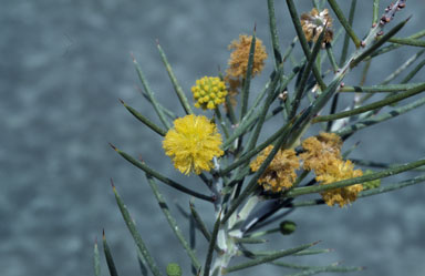 APII jpeg image of Acacia carneorum  © contact APII