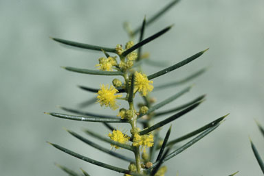 APII jpeg image of Acacia colletioides  © contact APII