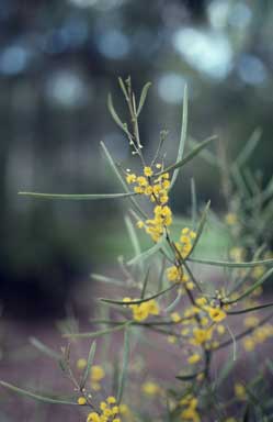 APII jpeg image of Acacia dawsonii  © contact APII