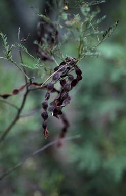 APII jpeg image of Acacia deanei subsp. paucijuga  © contact APII