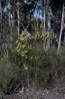 APII jpeg image of Acacia elongata  © contact APII