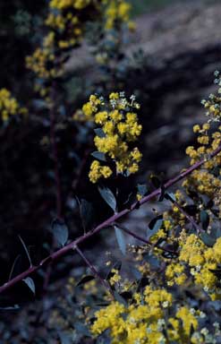 APII jpeg image of Acacia leucolobia  © contact APII