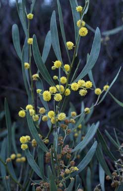 APII jpeg image of Acacia gladiiformis  © contact APII