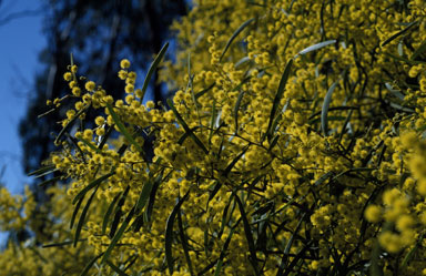 APII jpeg image of Acacia hakeoides  © contact APII