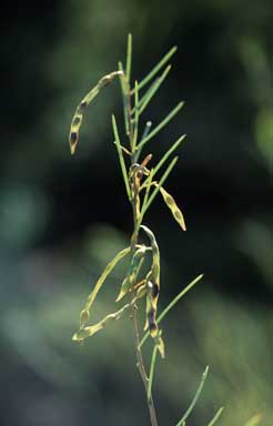 APII jpeg image of Acacia havilandiorum  © contact APII