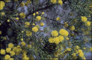 APII jpeg image of Acacia hockingsii  © contact APII