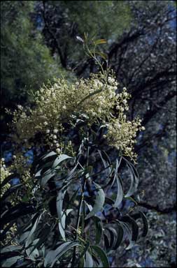 APII jpeg image of Acacia sp.  © contact APII