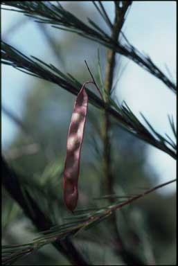 APII jpeg image of Acacia linifolia  © contact APII