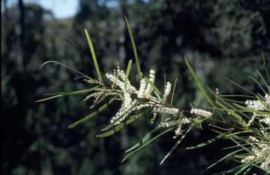 APII jpeg image of Acacia longissima  © contact APII