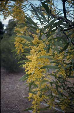 APII jpeg image of Acacia macradenia  © contact APII