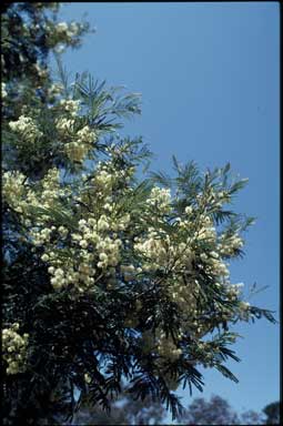 APII jpeg image of Acacia mearnsii  © contact APII