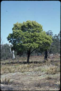 APII jpeg image of Acacia melanoxylon  © contact APII