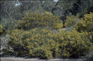 APII jpeg image of Acacia montana  © contact APII