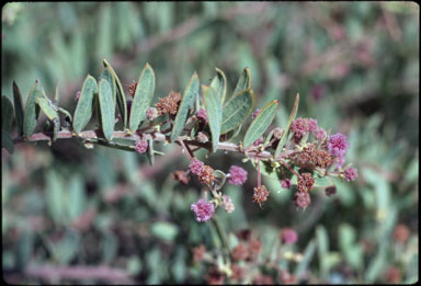 APII jpeg image of Acacia purpureopetala  © contact APII