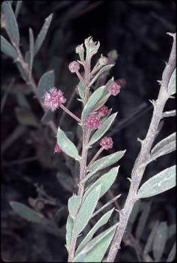 APII jpeg image of Acacia purpureopetala  © contact APII