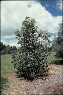 APII jpeg image of Acacia pycnantha  © contact APII