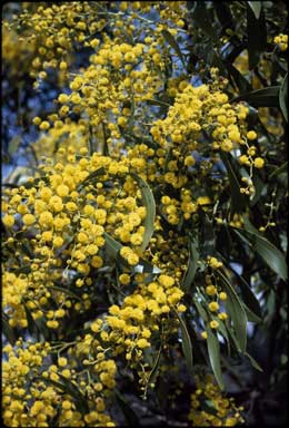 APII jpeg image of Acacia pycnantha  © contact APII