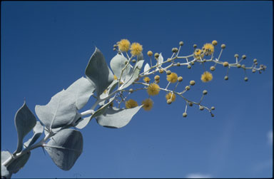 APII jpeg image of Acacia pyrifolia  © contact APII