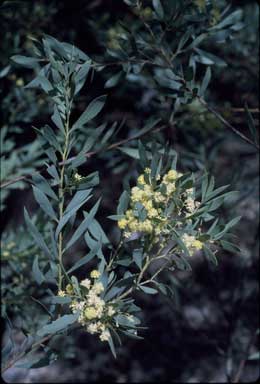 APII jpeg image of Acacia quornensis  © contact APII