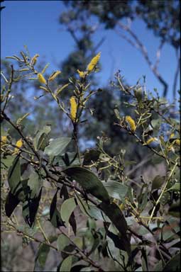 APII jpeg image of Acacia retinervis  © contact APII