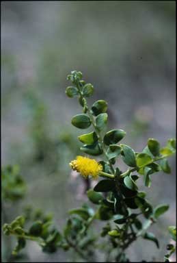 APII jpeg image of Acacia wickhamii subsp. wickhamii  © contact APII