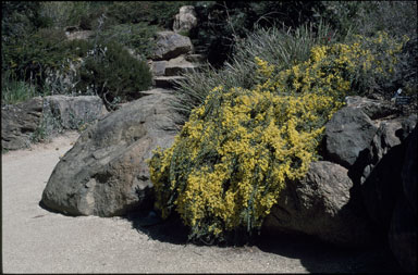 APII jpeg image of Acacia pravissima 'Kuranga Cascade'  © contact APII