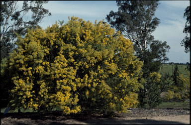 APII jpeg image of Acacia cultriformis  © contact APII