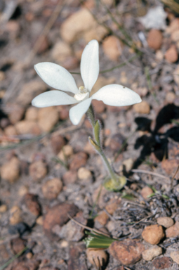 APII jpeg image of Caladenia gemmata  © contact APII