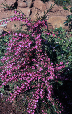 APII jpeg image of Boronia crassipes  © contact APII