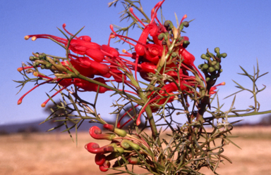 APII jpeg image of Grevillea wilsonii  © contact APII