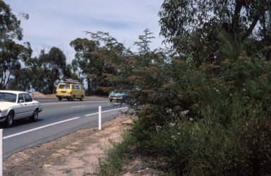 APII jpeg image of Grevillea caleyi  © contact APII