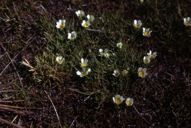 APII jpeg image of Ranunculus millanii  © contact APII