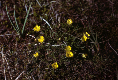 APII jpeg image of Ranunculus sp.  © contact APII